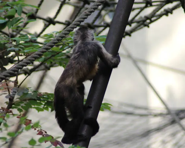 golden-bellied capuchin playing in the tree