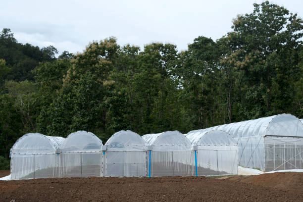 istock Greenhouse in Asia. 852631998