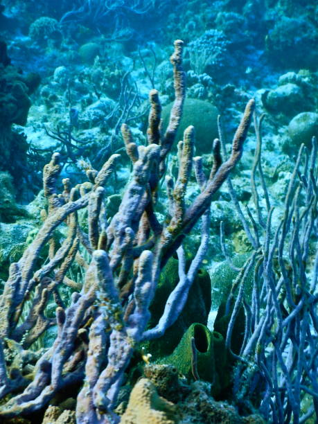 istock Coral reef, Cozumel, Mexico 852635756