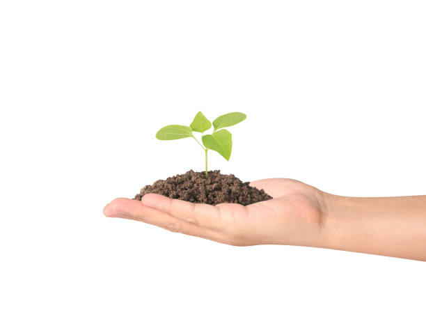 istock Concept of growing from plant in  hand 852640734