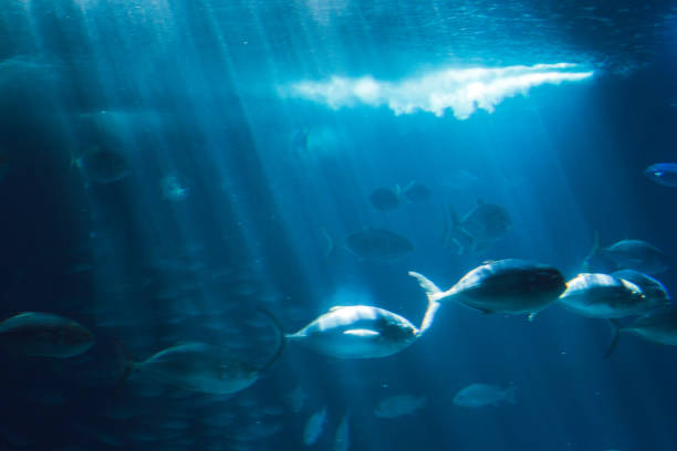 istock Sea life on the big aquarium 852642412