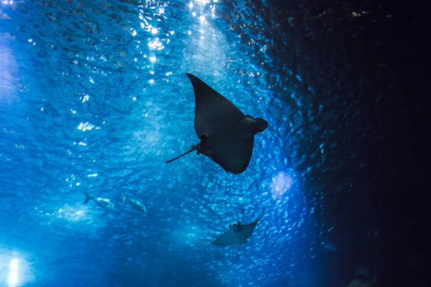 istock Sea life on the big aquarium 852642510