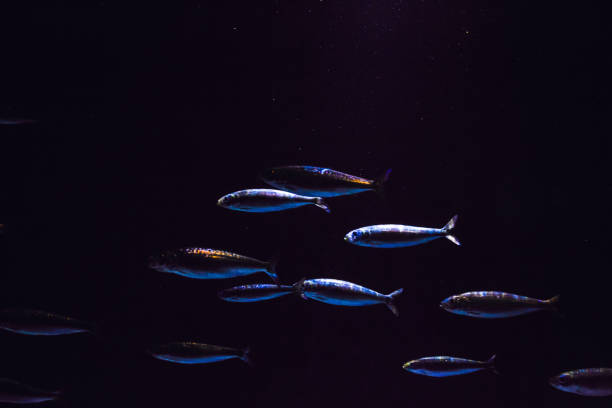 istock Colored tropical fish in the aquarium 852642636