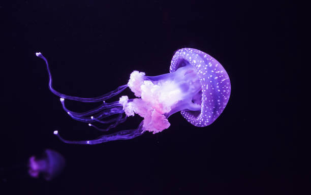 Jelly fish Jelly fish in the aquarium on the dark background jellyfish stock pictures, royalty-free photos & images