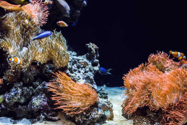 istock Colored tropical fish in the aquarium 852642810