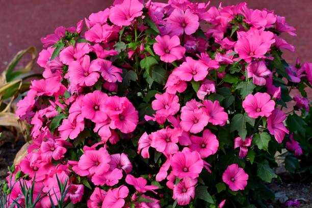istock Lavatera trimestria / Tree Mallow 852645238