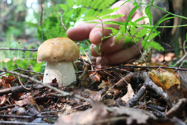 istock boletus mushroom drop of water 852653698