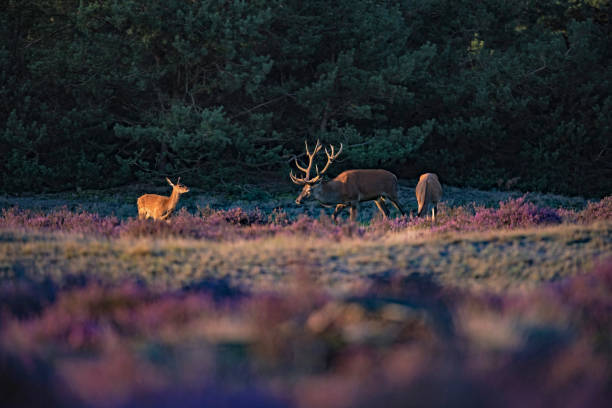 istock Red deer stag (cervus elaphus) in low sunlight in blooming moorland. 852656682
