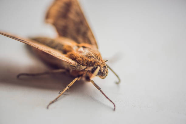 istock giant brown peacock moth on a white background 852658878