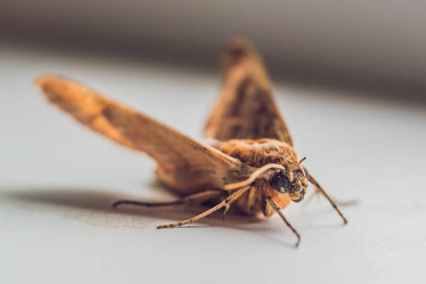 istock giant brown peacock moth on a white background 852658908