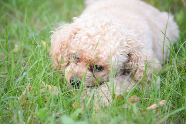 istock Toy Poodle portrait in the park. 852663440