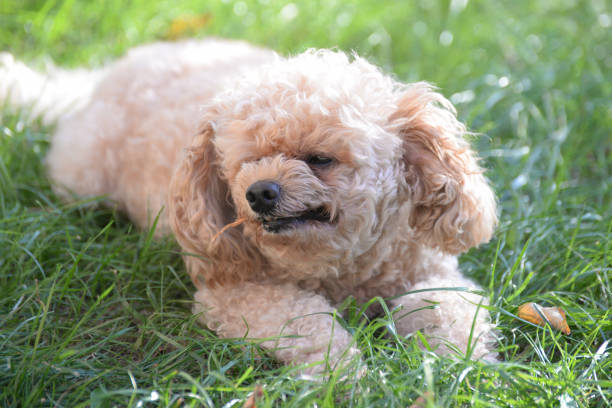 istock Toy Poodle eating meat in the park. 852663870