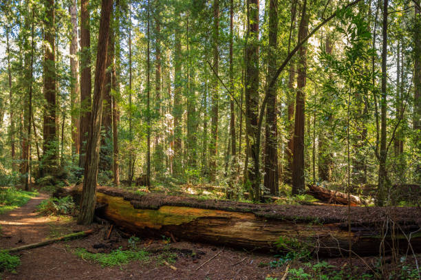 istock Light coming through the redwood canopy 852664886