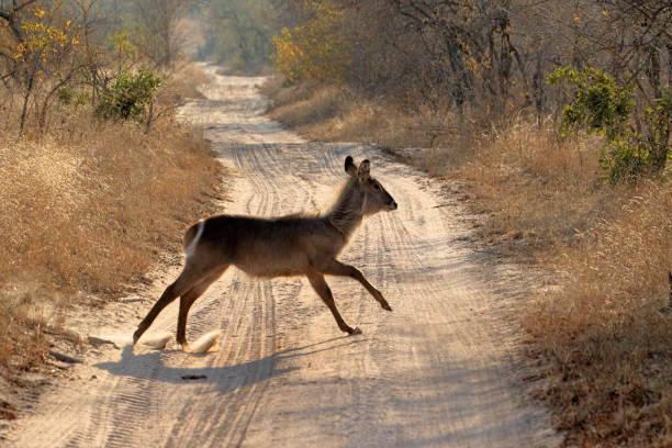 antilopi nel kruger national park, sudafrica - kruger national park sunrise south africa africa foto e immagini stock