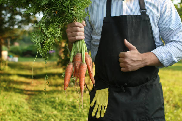 istock gardener man holding carrot harvest in a hand 852668972