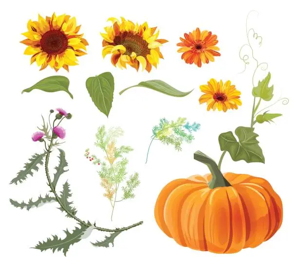 Vector illustration of Set of autumn plants: orange pumpkin, yellow sunflowers, gerbera daisy flower, thistle, small green twigs, red berries of asparagus, white background. Digital draw, collection for design, vector