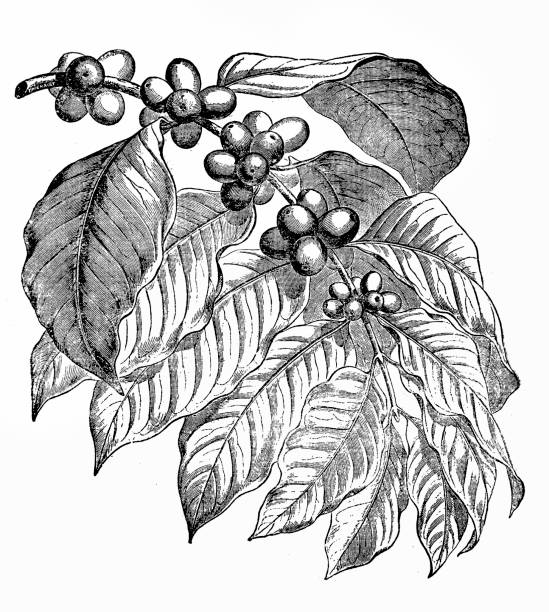 кофейное де�рево - coffee plant stock illustrations