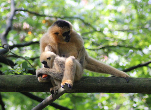 istock northern white-cheeked gibbon (Nomascus leucogenys) 852692304