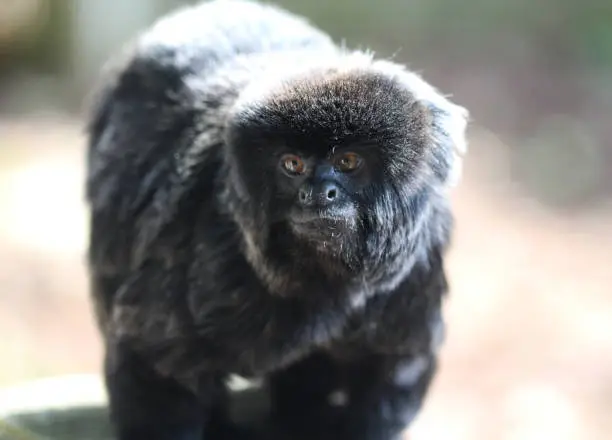 close up Goeldi's monkey