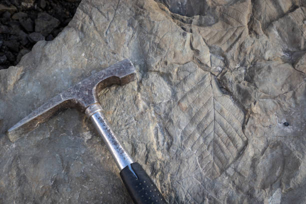 fossil leaves and hammer tool - fossil leaves imagens e fotografias de stock