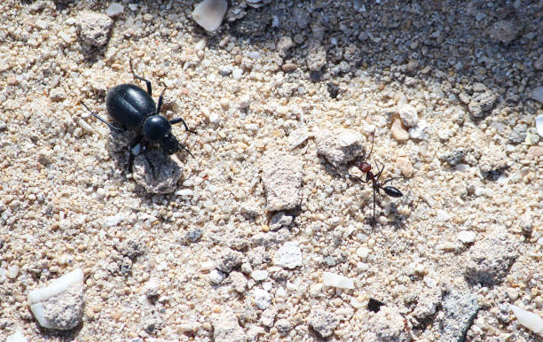 istock Insects, south Tunisia, Mednine 852699624