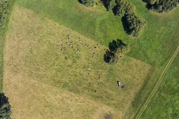 istock aerial view of the cows herd 852699946