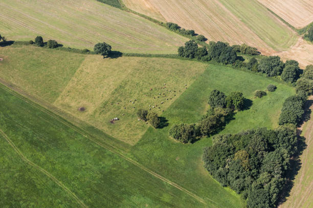 istock aerial view of the cows herd 852699948