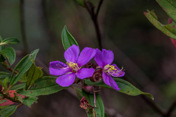 istock Melastoma Malabathricum Flower 852706682