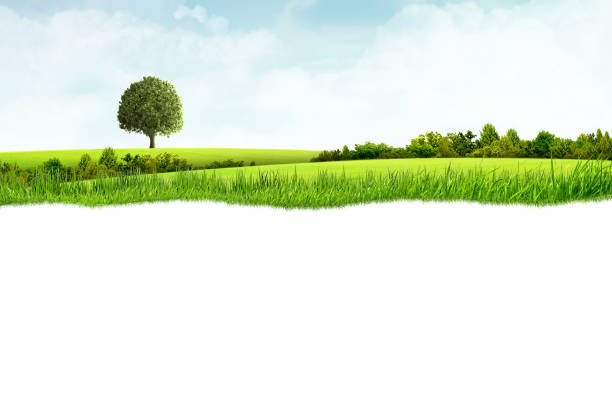 Illustration of green landscape with grassland and tree and white background
