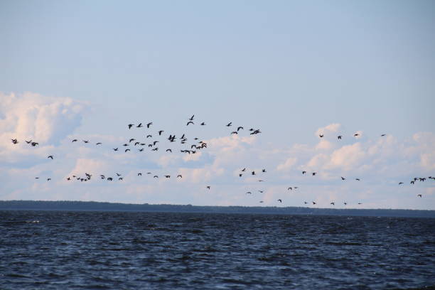 istock Flock of birds in Sweden 852707582