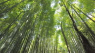 istock Walking in Arashiyama Bamboo Forest 852707586