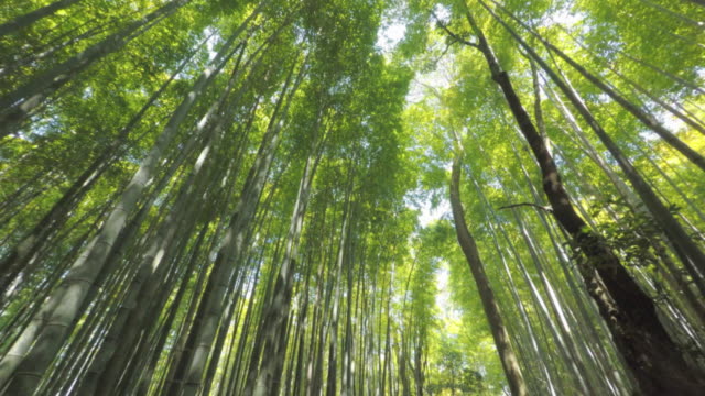 Walking in Arashiyama Bamboo Forest