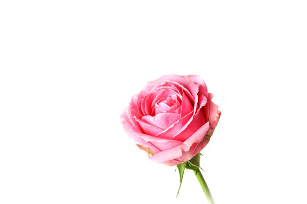 istock Pink rose isolated on white background 852711224