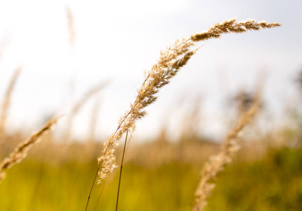 istock ears of grass on autumn in nature 852717036