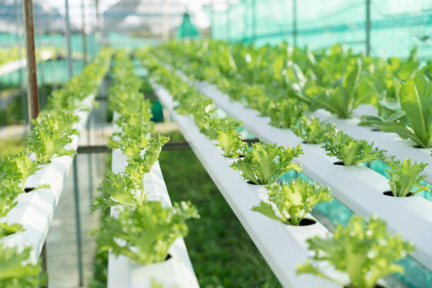 istock cultivation hydroponics green vegetable in farm 852717084