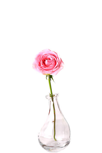 istock Pink rose in glass vase isolated on white background 852718462
