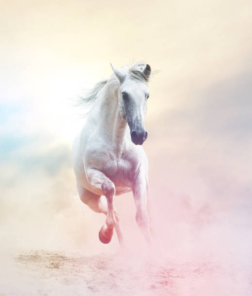 Andalusian stallion andalusian stallion in dust, toned picture white horse stock pictures, royalty-free photos & images