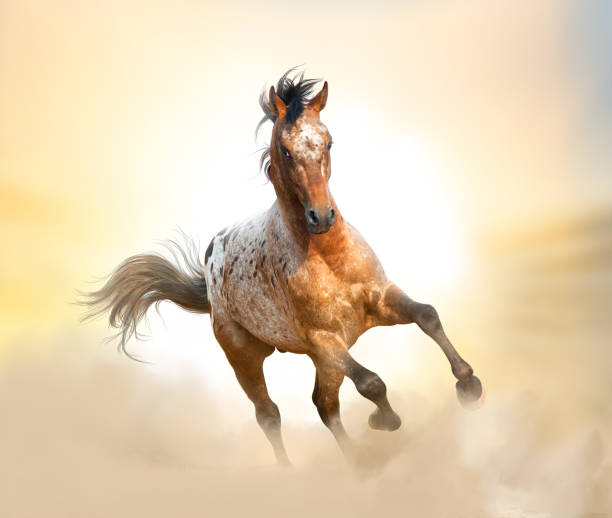 istock Beautiful appaloosa stallion 852721134