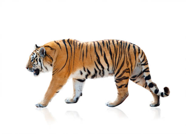 Bengal tiger isolated Bengal tiger walking, isolated over a white background siberian tiger photos stock pictures, royalty-free photos & images
