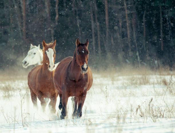 istock Horses in winter 852721260