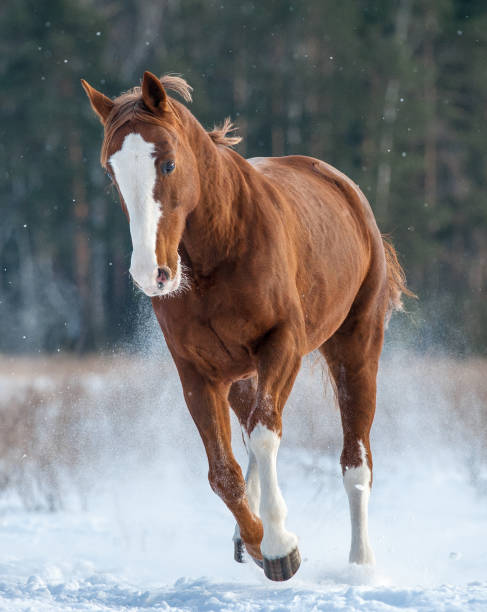 istock Chestnut horse in winter 852721266
