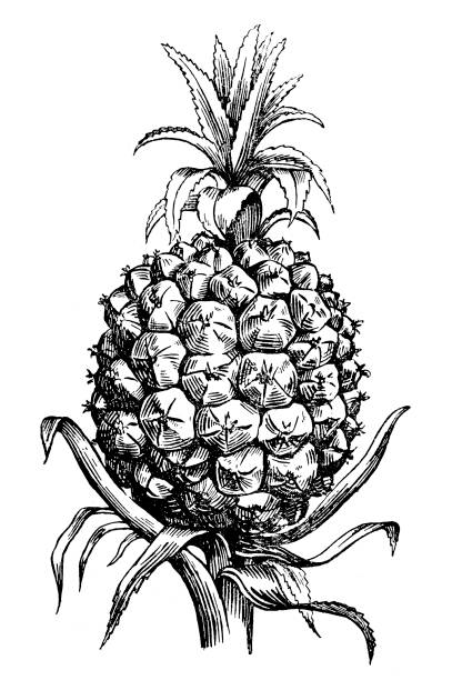 Pineapple (Ananas comosus) Illustration of the pineapple (Ananas comosus) ananas stock illustrations