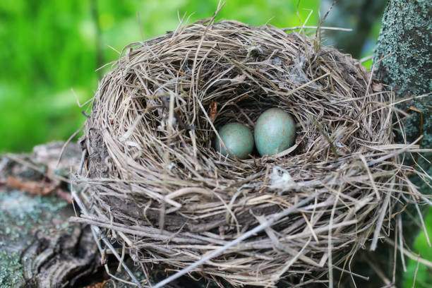 istock bird nest in nature 852725606