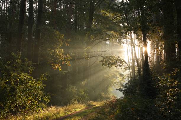 istock Country road through the forest 852727882