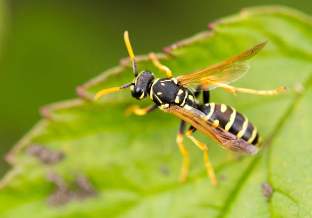 istock wasp on a green leaf in nature 852728742