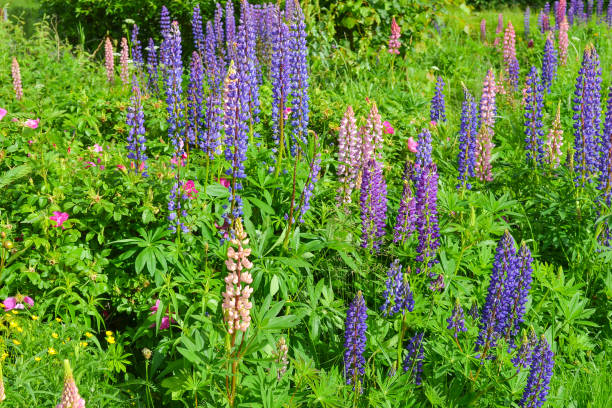istock Purple and pink lupin bunch 852729132