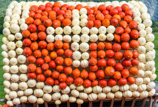 The red and white cross of the Swiss flag made of pumpkins