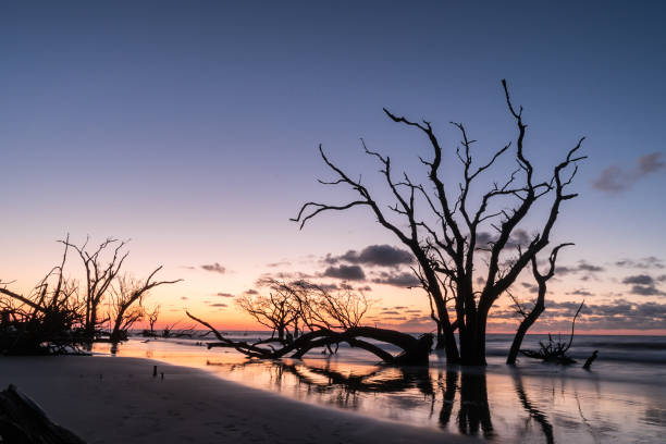 istock sunrise on the Atlantic coast with trees and driftwood 852729268