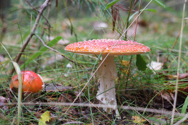 istock red amanita close-up on a nature 852729480