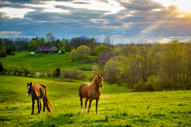 istock Horses on a pasture in Kentucky 852732062